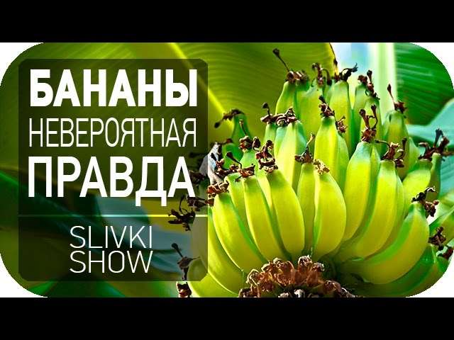 Невероятная правда о бананах [SLIVKI SHOW]